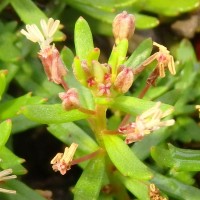 Laurembergia coccinea (Blume)